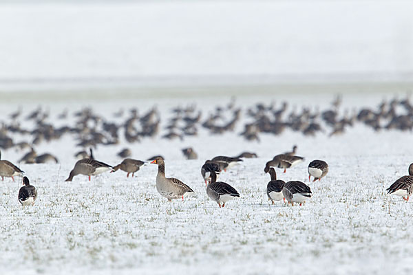 Tundrasaatgans (Anser fabalis rossicus)