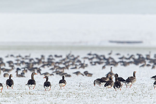 Tundrasaatgans (Anser fabalis rossicus)