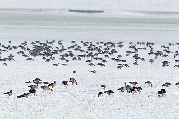 Tundrasaatgans (Anser fabalis rossicus)