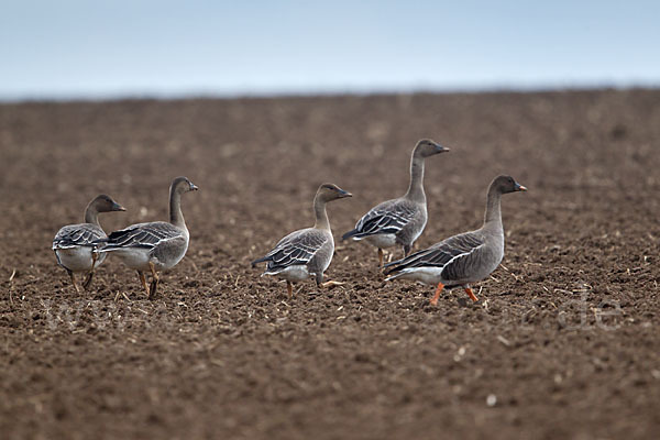 Tundrasaatgans (Anser fabalis rossicus)