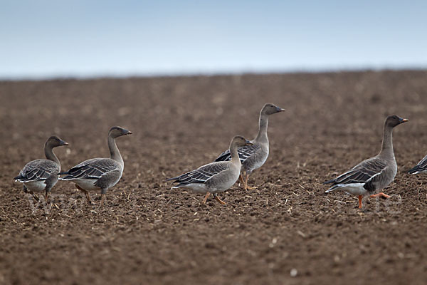 Tundrasaatgans (Anser fabalis rossicus)