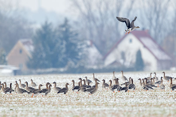 Tundrasaatgans (Anser fabalis rossicus)