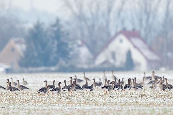 Tundrasaatgans (Anser fabalis rossicus)