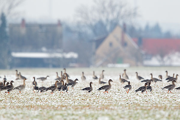 Tundrasaatgans (Anser fabalis rossicus)