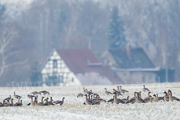 Tundrasaatgans (Anser fabalis rossicus)