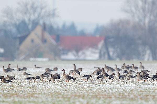 Tundrasaatgans (Anser fabalis rossicus)