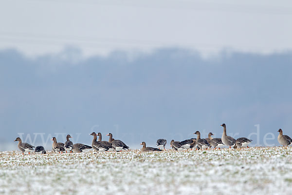 Tundrasaatgans (Anser fabalis rossicus)