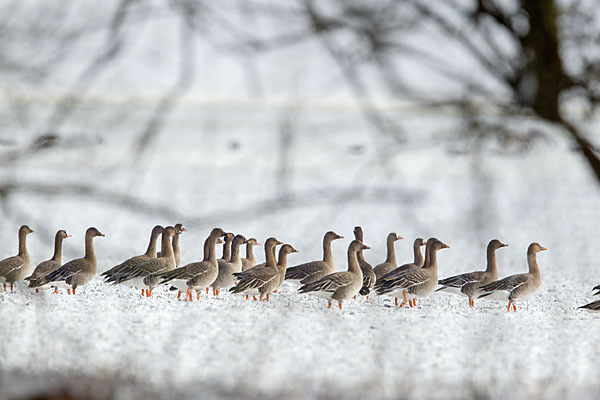 Tundrasaatgans (Anser fabalis rossicus)