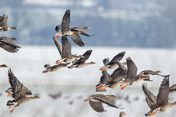 Tundrasaatgans (Anser fabalis rossicus)