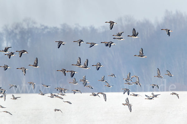 Tundrasaatgans (Anser fabalis rossicus)