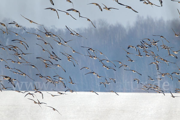 Tundrasaatgans (Anser fabalis rossicus)