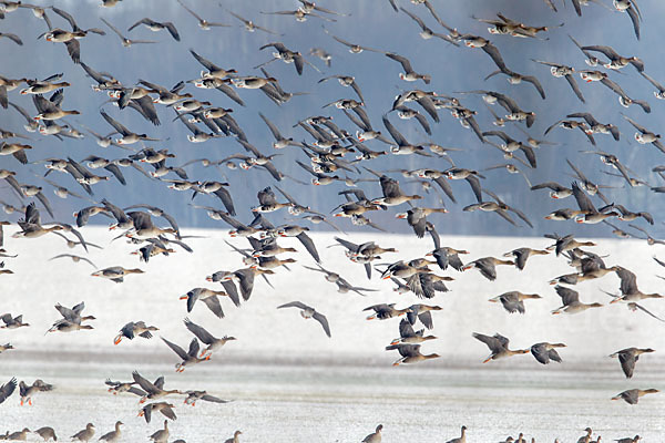 Tundrasaatgans (Anser fabalis rossicus)