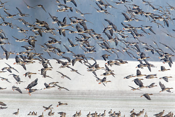 Tundrasaatgans (Anser fabalis rossicus)