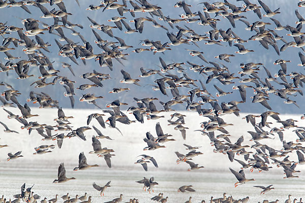 Tundrasaatgans (Anser fabalis rossicus)