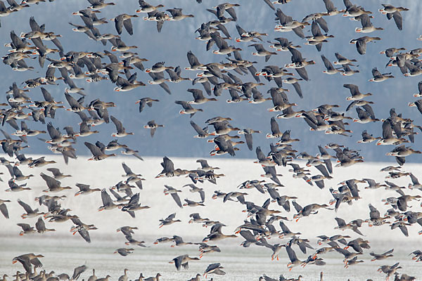 Tundrasaatgans (Anser fabalis rossicus)