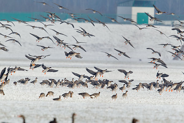 Tundrasaatgans (Anser fabalis rossicus)