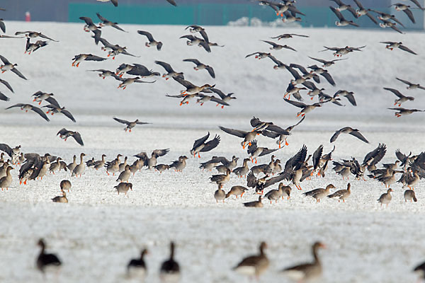 Tundrasaatgans (Anser fabalis rossicus)