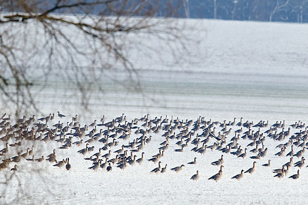 Tundrasaatgans (Anser fabalis rossicus)