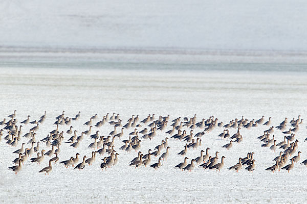 Tundrasaatgans (Anser fabalis rossicus)