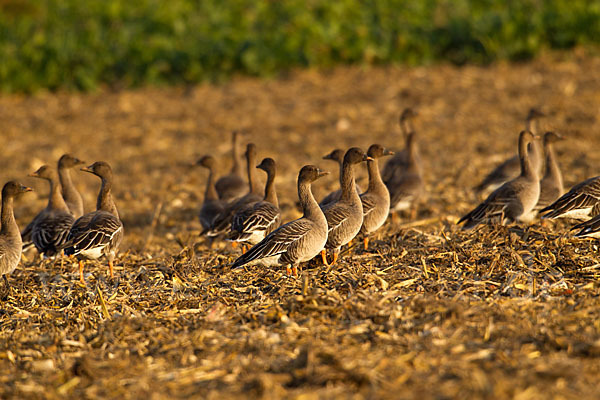 Tundrasaatgans (Anser fabalis rossicus)