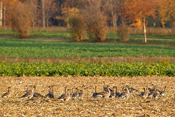 Tundrasaatgans (Anser fabalis rossicus)