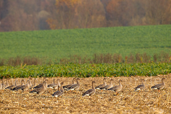 Tundrasaatgans (Anser fabalis rossicus)