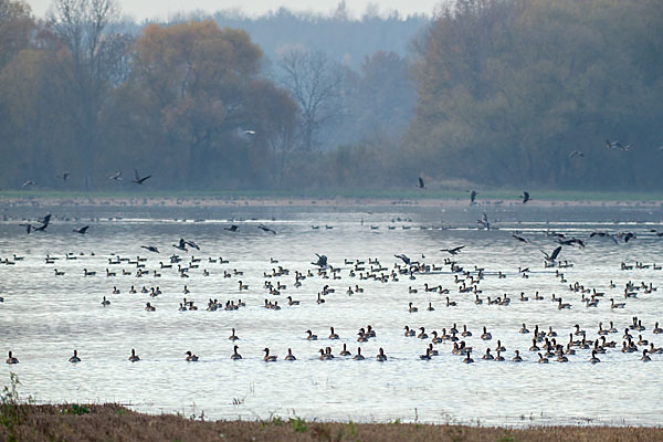 Tundrasaatgans (Anser fabalis rossicus)