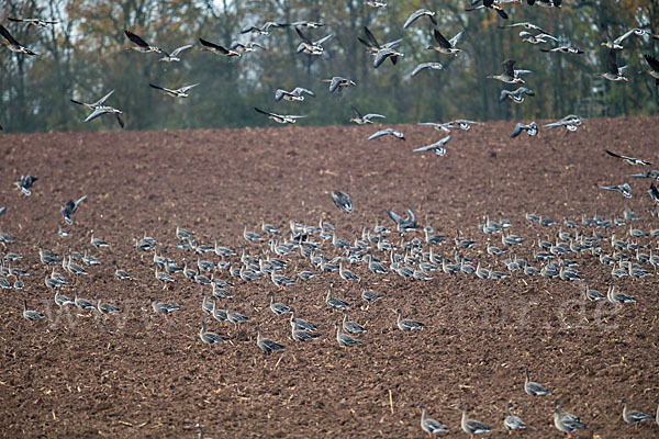 Tundrasaatgans (Anser fabalis rossicus)