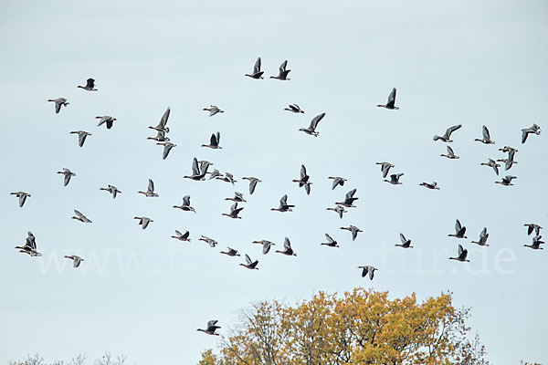 Tundrasaatgans (Anser fabalis rossicus)