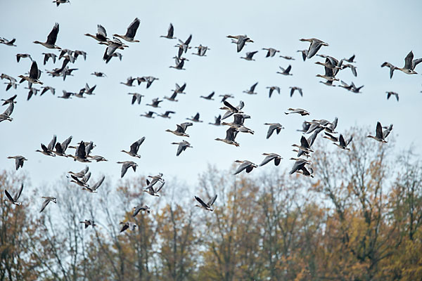 Tundrasaatgans (Anser fabalis rossicus)