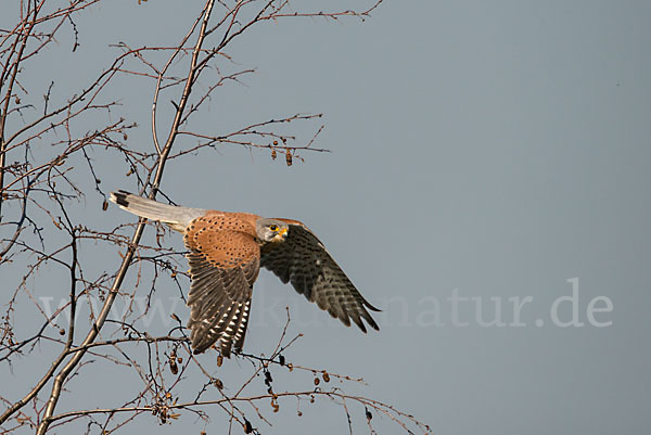 Turmfalke (Falco tinnunculus)