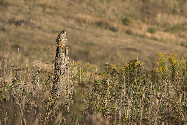 Turmfalke (Falco tinnunculus)