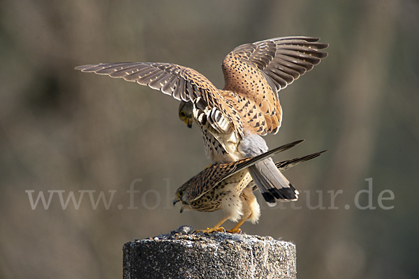 Turmfalke (Falco tinnunculus)