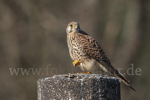 Turmfalke (Falco tinnunculus)