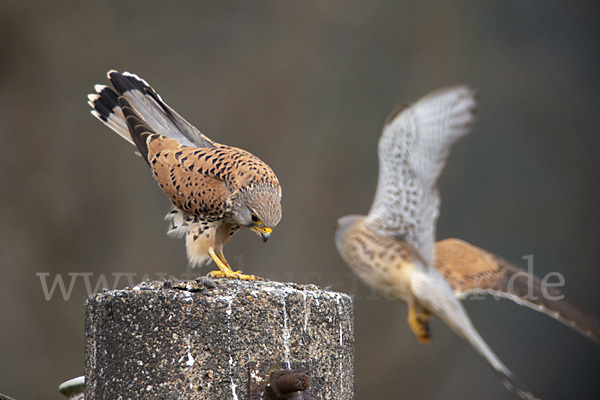 Turmfalke (Falco tinnunculus)