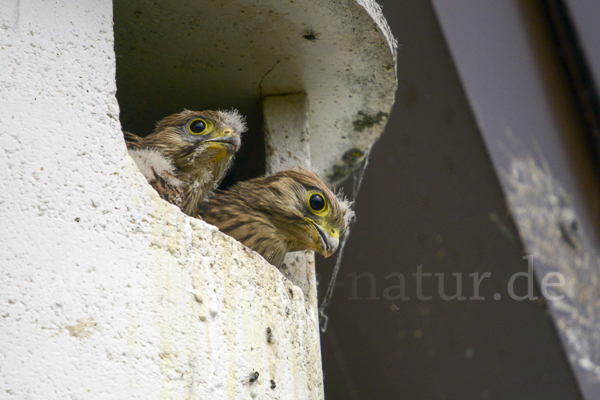 Turmfalke (Falco tinnunculus)