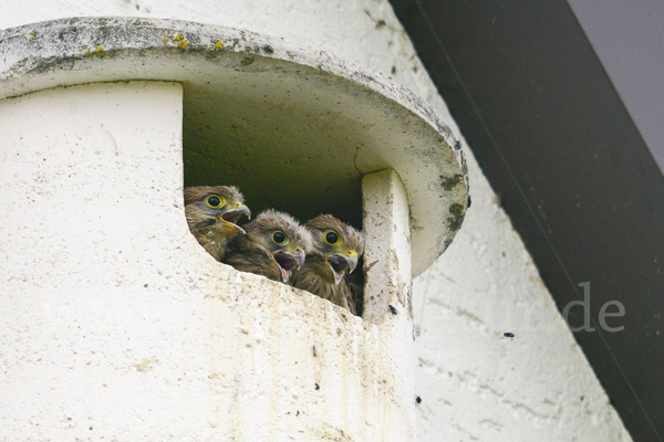 Turmfalke (Falco tinnunculus)