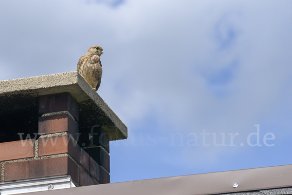 Turmfalke (Falco tinnunculus)