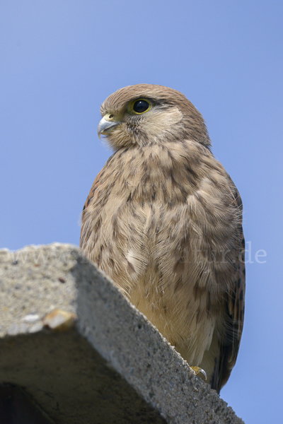 Turmfalke (Falco tinnunculus)