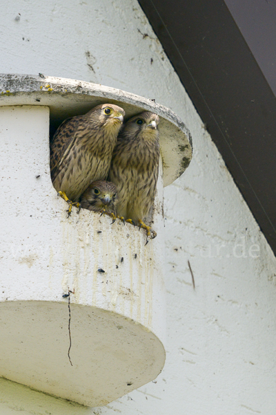 Turmfalke (Falco tinnunculus)