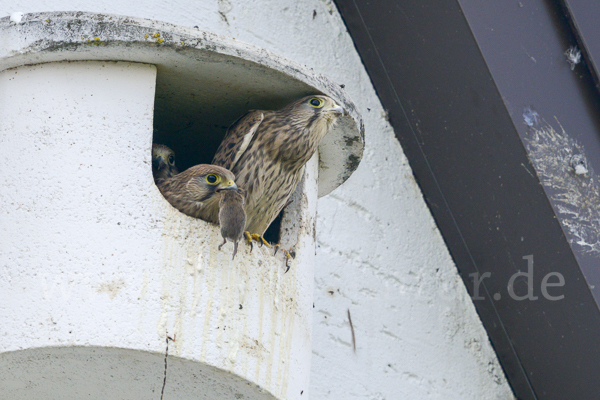 Turmfalke (Falco tinnunculus)