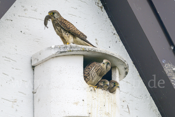 Turmfalke (Falco tinnunculus)