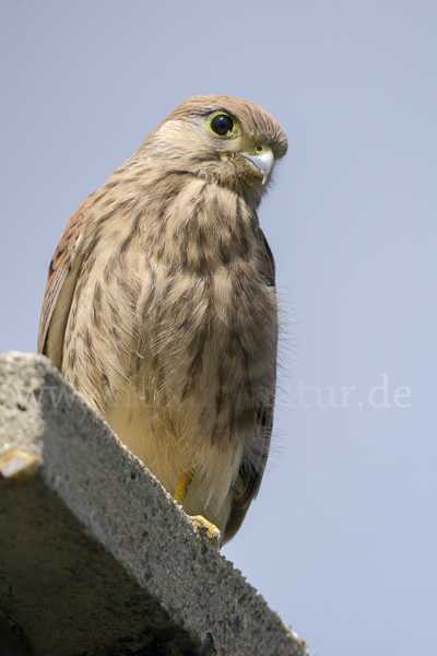 Turmfalke (Falco tinnunculus)