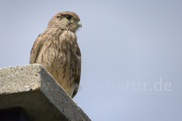 Turmfalke (Falco tinnunculus)