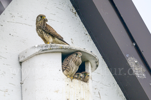 Turmfalke (Falco tinnunculus)