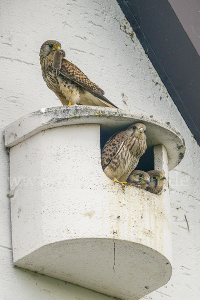 Turmfalke (Falco tinnunculus)