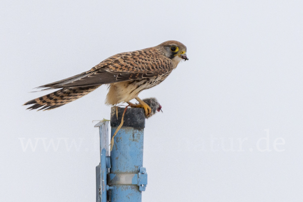 Turmfalke (Falco tinnunculus)