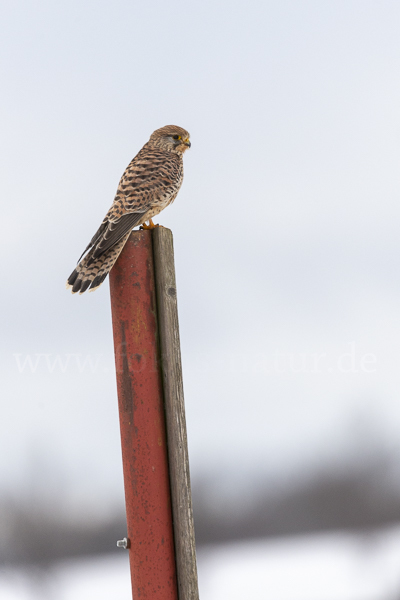 Turmfalke (Falco tinnunculus)