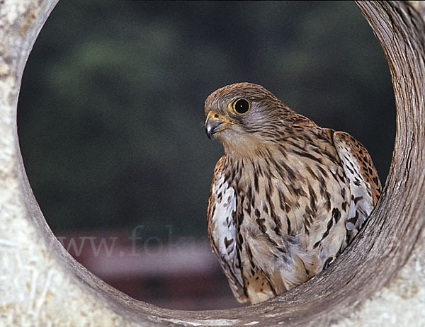 Turmfalke (Falco tinnunculus)