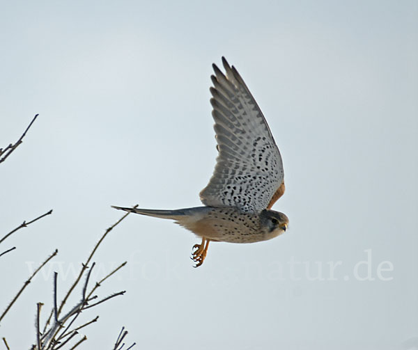 Turmfalke (Falco tinnunculus)